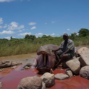 Hippo Hunt Zimbabwe