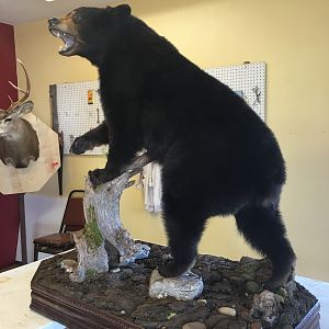 Scott Burton Taxidermy  Amarillo Tx.