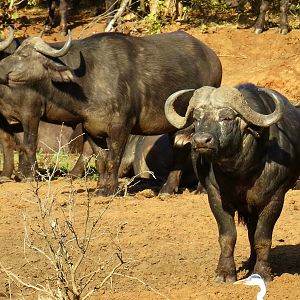 Cape Buffalo South Africa