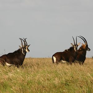 Sable Antelope in Zambeze Mozambique