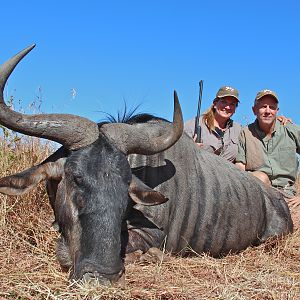 Blue Wildebeest Hunting Limpopo South Africa