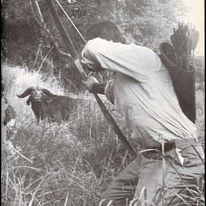 Bob Swinehart Bow Hunting Buffalo