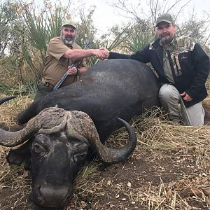 Zimbabwe Hunting Buffalo