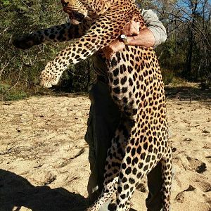 Zimbabwe Hunting Leopard | AfricaHunting.com