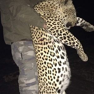 Zimbabwe Hunting Leopard