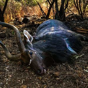 South Africa Hunting Nyala