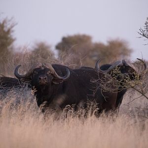 Cape Buffalo