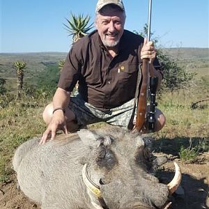 Warthog Hunt in South Africa