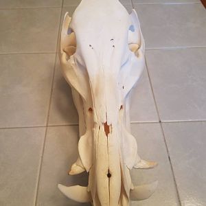 Boar European Skull Mount Taxidermy