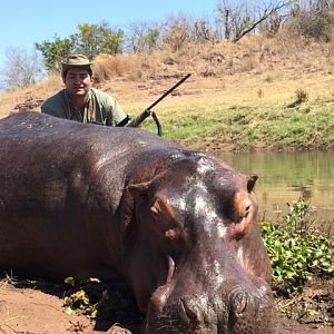 Hunt Hippo Zimbabwe