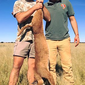 Hunting Caracal South Africa