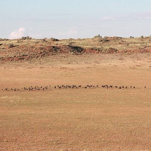 Group of Gemsbok