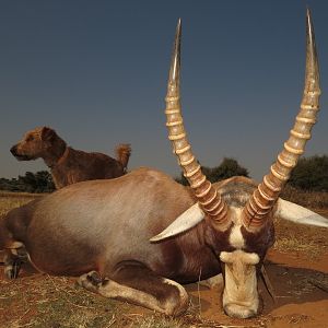 Blesbok Hunt South Africa