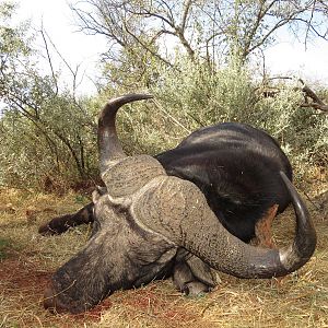 Hunting Buffalo South Africa