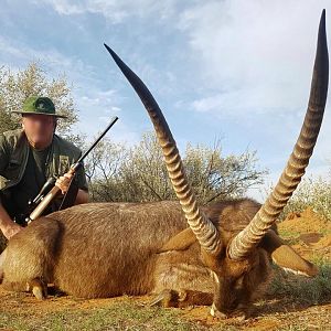 Waterbuck Hunting in South Africa