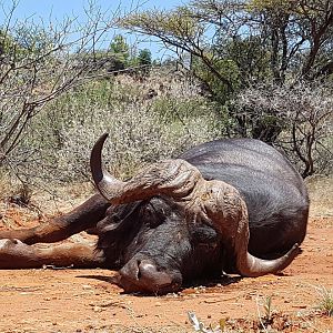 South Africa Hunting Buffalo | AfricaHunting.com