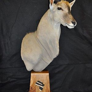 Eland Shoulder Mount Pedestal Taxidermy