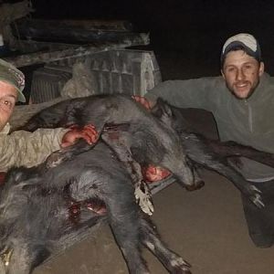 Boar Hunting