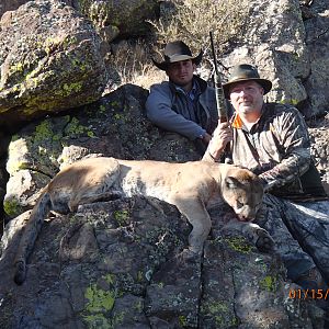 Mountain Lion Hunting in Arizona