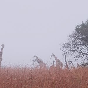 Herd of Giraffe in the mist