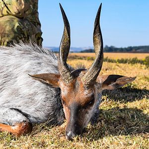 "White" Bushbuck Hunting in South Africa