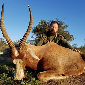 Hunting Blesbok South Africa