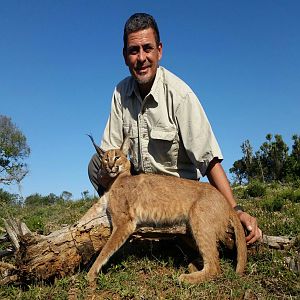 South Africa Hunt Caracal