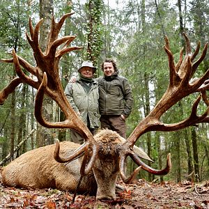 European Red Stag