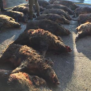 Driven Wild Boar Hunt In France