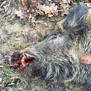 Wild Boar Hunt In France