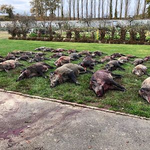 France Driven Wild Boar Hunt