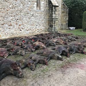 France Driven Wild Boar Hunt