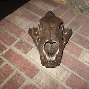 Lioness Bronzed Skull Taxidermy