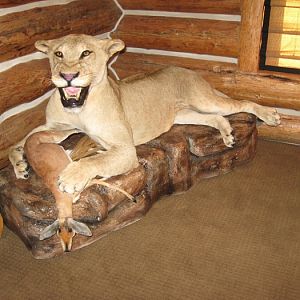 Lioness Full Mount Taxidermy