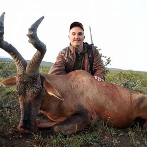 Red Hartebeest Hunting South Africa