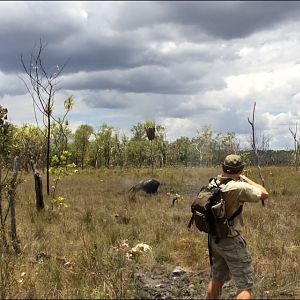 Hunting Asiatic Water Buffalo with .500 Jeffery in Arnhemland Australia