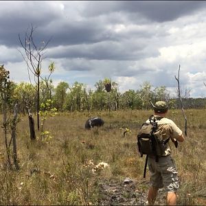 Hunting Asiatic Water Buffalo with .500 Jeffery in Arnhemland Australia