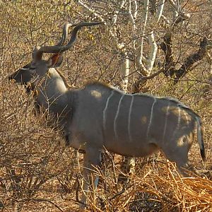 Kudu South Africa