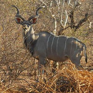 Kudu South Africa