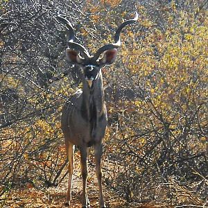 Kudu South Africa