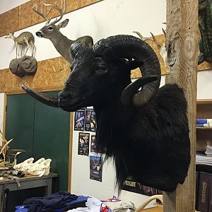 Black Hawaiian Ram Shoulder Mount Taxidermy