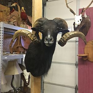 Black Hawaiian Ram Shoulder Mount Taxidermy