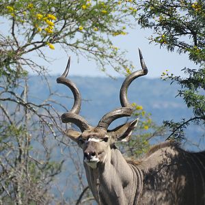 Kudu with lovely deep symmetry