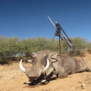 Warthog Hunting Namibia