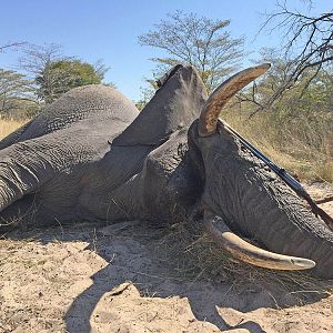 Elephant Hunting Namibia