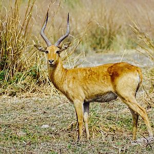 Western Kob Benin