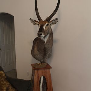 Waterbuck Shoulder Mount pedestal Taxidermy