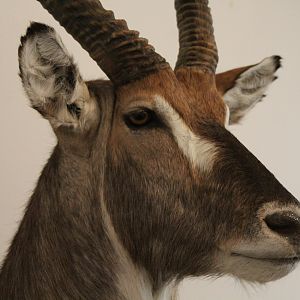 Waterbuck Shoulder Mount pedestal Taxidermy Close Up