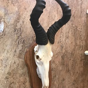 Red Hartebeest European Skull Mount