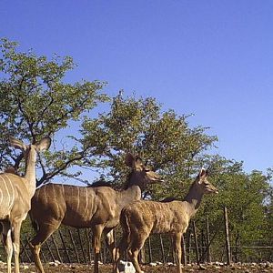 Namibia Female Kudu Trail Cam Pictures